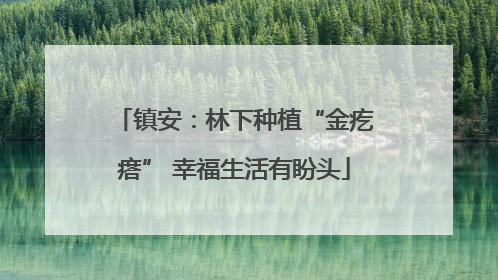 镇安：林下种植“金疙瘩” 幸福生活有盼头